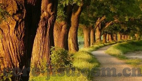 怎么下载经典炸金花-如何下载经典炸金花